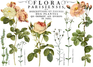 Flora Parisiensis Transfer IOD